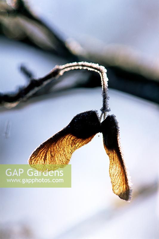 Acer campestre - Field Maple frosted seedpods