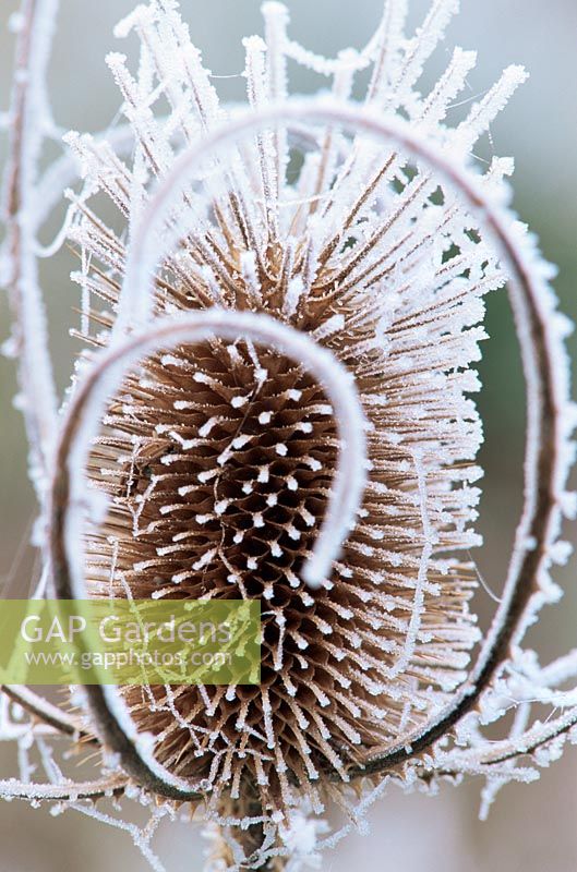 Dipsacus fullonum - Frosted Teasel