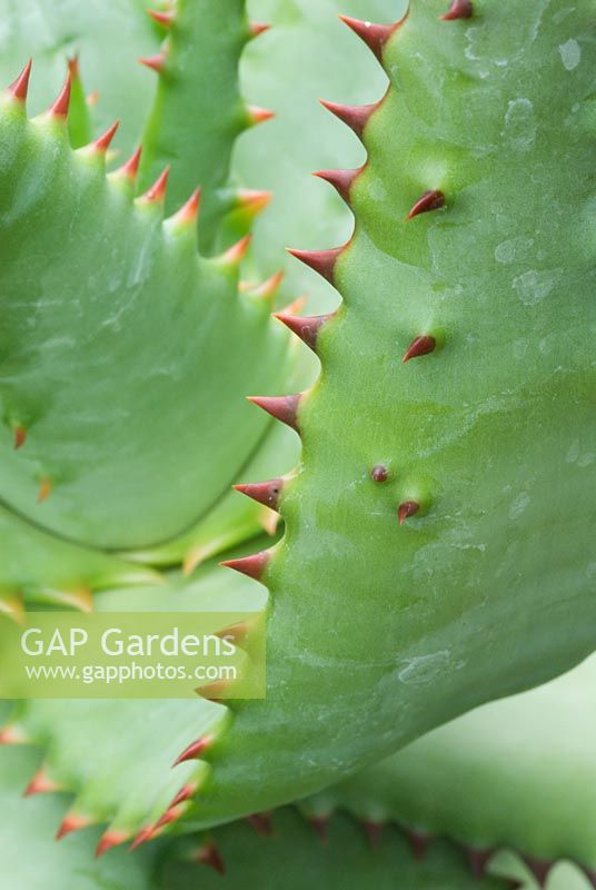 Graphic close up of Aloe ferox
