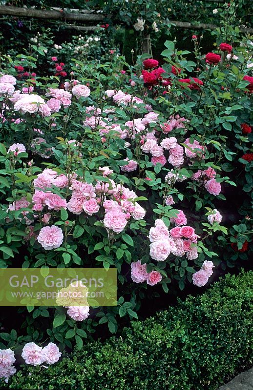 Rosa 'Cottage Rose' with Rosa 'Falstaff,  both English Roses with Box edging - Towne Place, Sussex