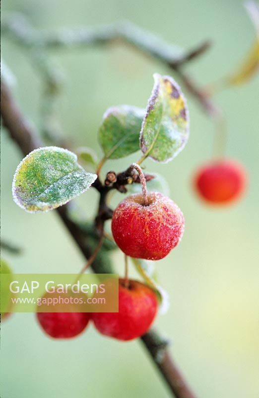 Malus 'Red Sentinel' - Berries with frost