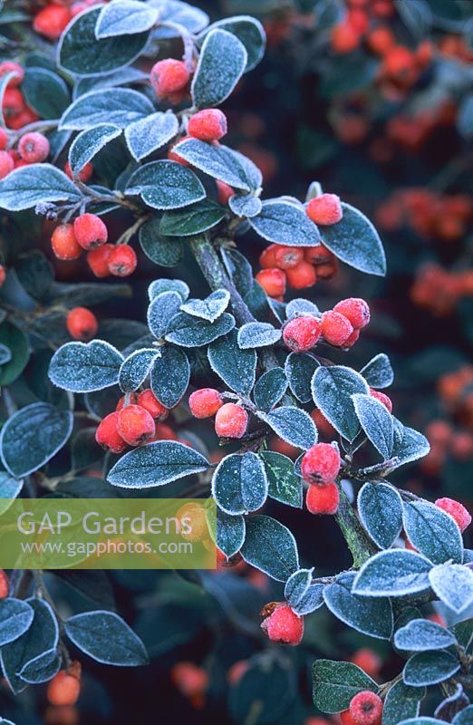 Cotoneaster franchettii berries with frost