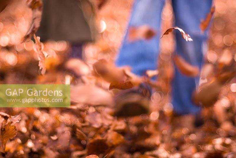 Child kicking Autumn leaves 