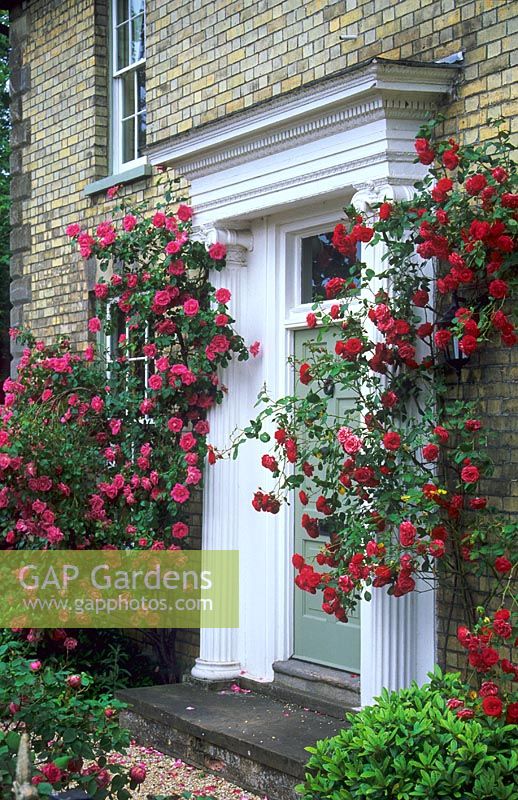 Climbing roses around front door of house - Harston, Cambridge