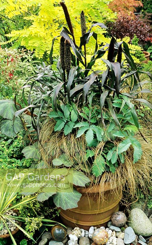 Exotic, architectural plants for summer effect growing in a large terracotta pot - Black leaved Pennisetum glaucum 'Purple Majesty' highlighted against yellow Robinia 'Frisia', Melianthus majus, Carex comans bronze and Begonia 'Burle Marx'