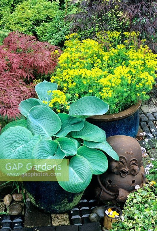 Oriental style planting in blue chun Sky after rain pots - Hosta sieboldiana elegans with Euphorbia cyparissias and cut leaved Acer palmatum with an Indonesian sculpture nestling below 