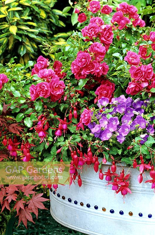 Roses and companion plants growing in a tin bath decorated with glass beads -  Rosa 'Pink Flower Carpet' cascades over Fuchsia 'Beacon' and Campanula 'Blaue Clips'