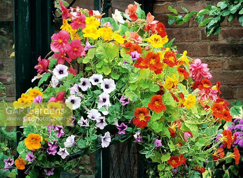Step by step hanging basket. Step five - Mature basket with pendulous Begonias, supervigorous Surfinia Petunias and Tropaeolum majus 'Alaska Mixed' combine to form a waterfall of vibrant colours