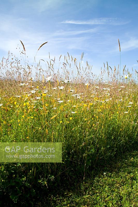 Meadow with Leucanthemum vulgare - Ox-eye daisies, grasses and blue sky 