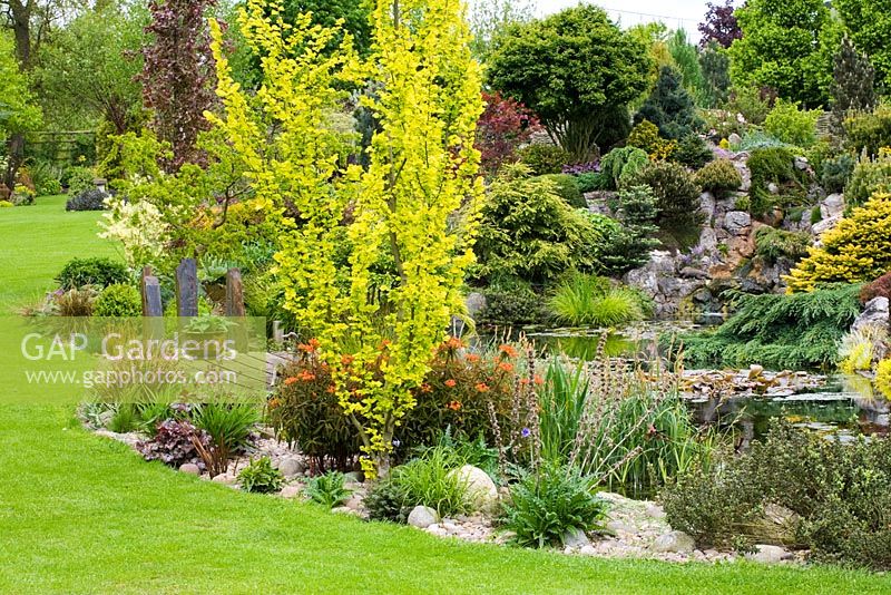 The rock garden, waterfall and pond in John Massey's garden. In the foreground is Ulmus minor 'Dampieri Aurea' syn. U. x hollandica 'Dampieri Aurea', syn. U. hollandica Wredei - Golden Dutch Elm