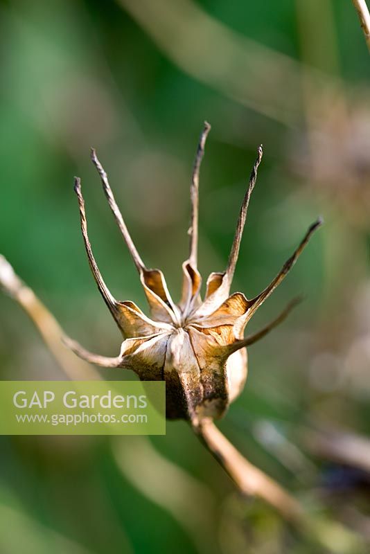 Seedhead of Nigella papillosa