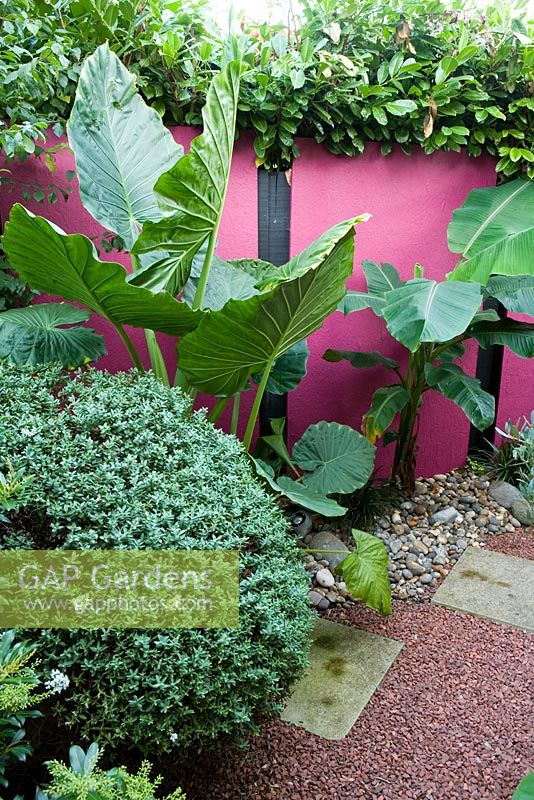 Exotic town garden with architectural, sub tropical planting including Musa basjoo - Beechwell Garden, Bristol