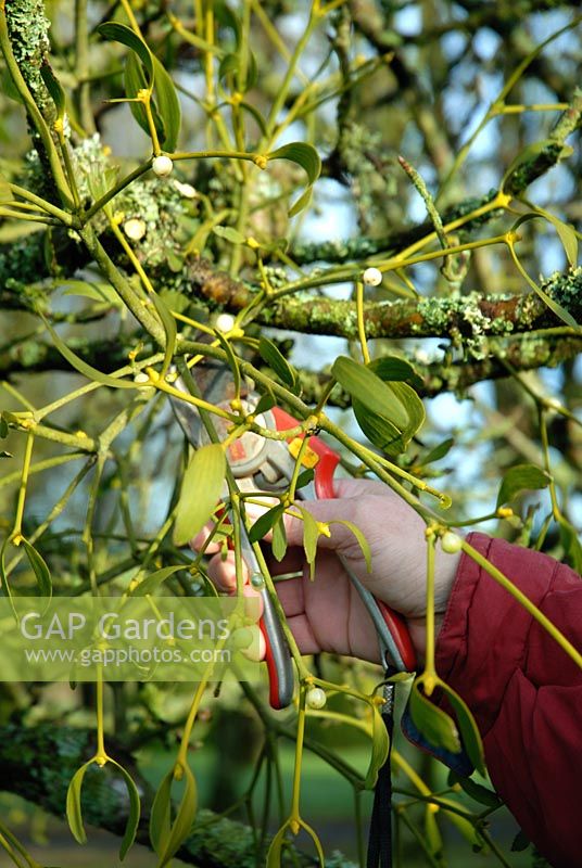 Man with secateurs cutting Viscum - Mistletoe growing on Apple Tree in France