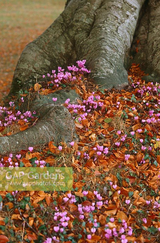 Cyclamen cluster at the base of a beech tree on the southern side of the West Lawn, Cranborne Manor Garden, Cranborne, Dorset