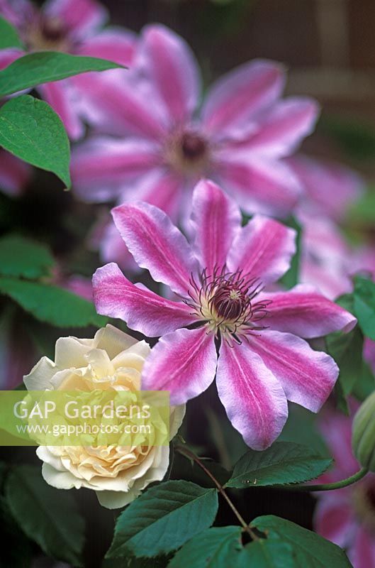 Clematis 'Nelly Moser' with Rosa 'Madame Alfred Carrier'