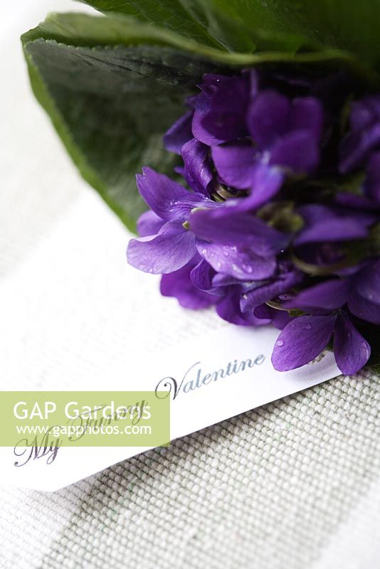 Small valentine posy of purple Viola - violets