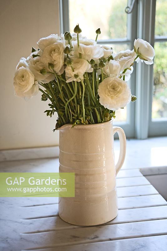 Simple bunch of white Ranunculus in cream jug on marble kitchen surface