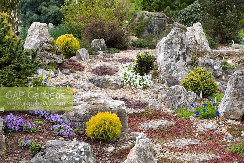 Path over rock garden. Planting includes Primula 'Hall Barn Blue' and Tulipa tarda