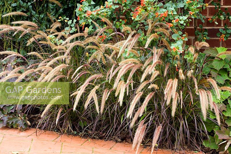 Pennisetum setaceum 'Rubrum' AGM - Fountain grass