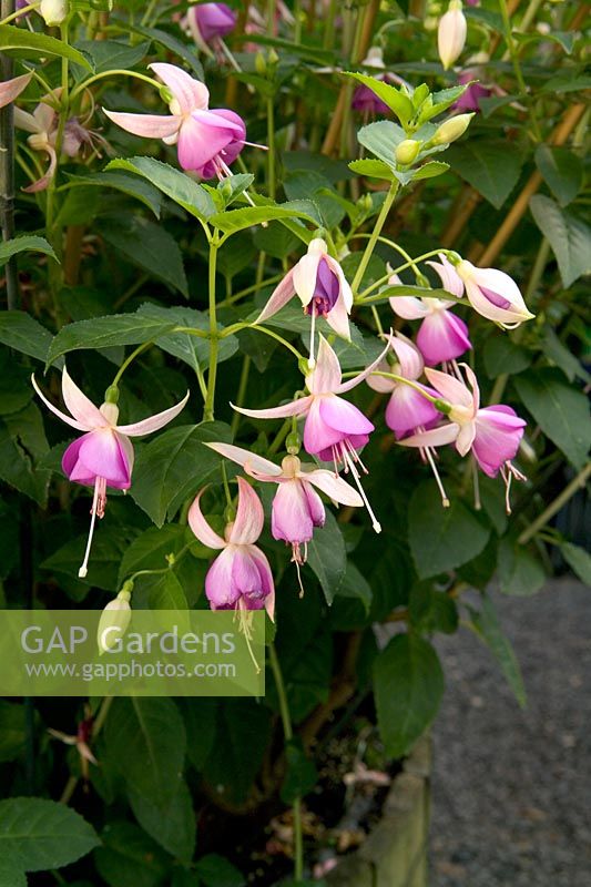 Fuchsia 'Tom Knights' growing in container
