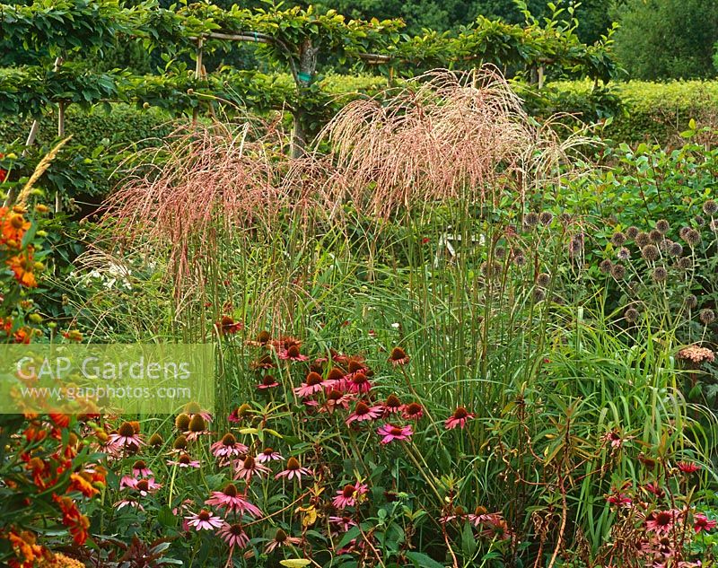 Border of late summer planting with perennials and grasses