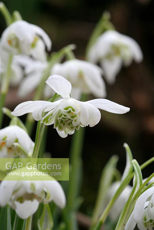 Galanthus nivalis 'Flore Pleno' - Double snowdrop