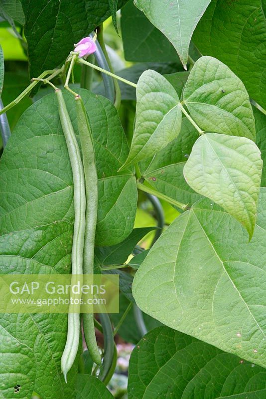 Phaseolus vulgaris - Climbing french bean 'Cobra'