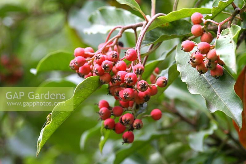 Photinia davidiana berries