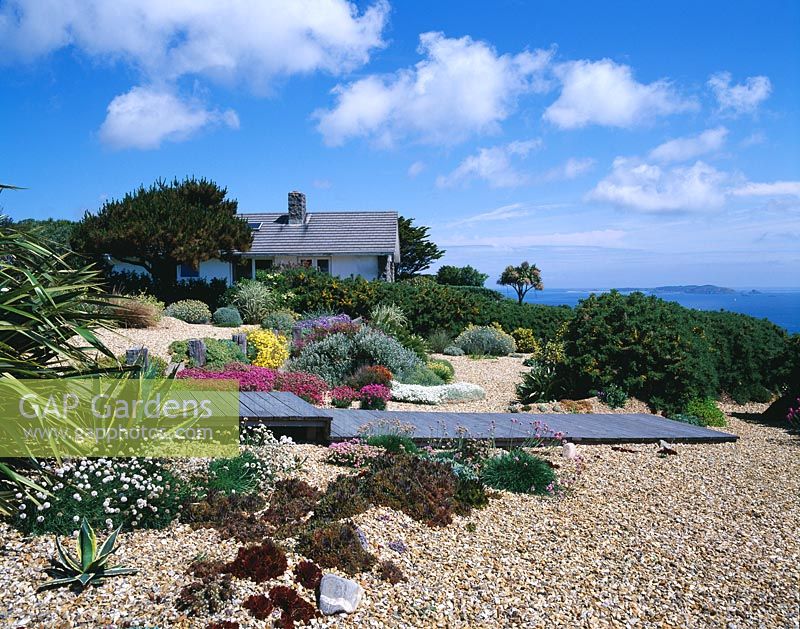 Seaside garden in Guernsey with house, wooden boardwalk, gravel, Wooden groynes, Armeria maritima, Helianthemum 'Wisley Primrose', Agaves and Sempervivums 