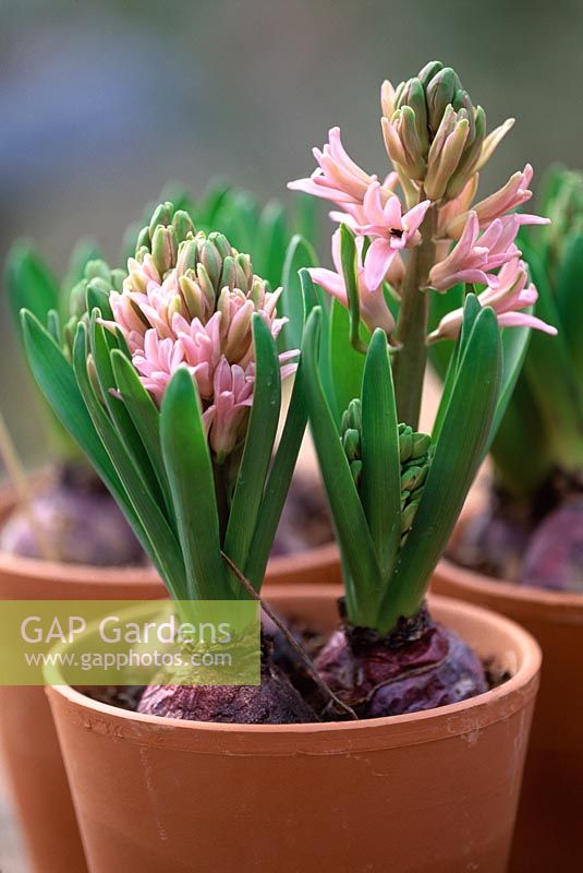 Pink Hyacinthus growing in terracotta containers
