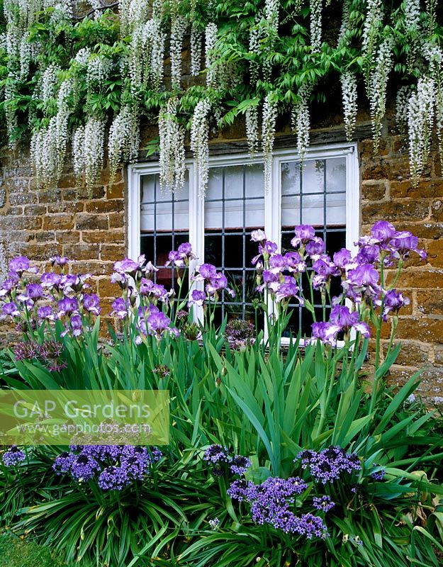 House front with Wisteria floribunda 'Alba', Iris 'Dancers Vale' and Scilla peruviana - Pettifers, Oxfordshire 