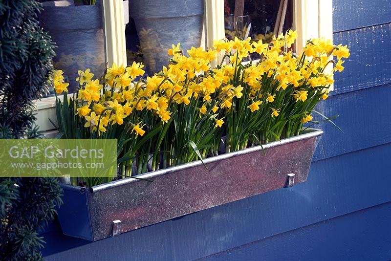 Metal window box planted with Narcissus 'Tete-a-Tete' - Daffodils at  Keukenhof garden, Netherlands