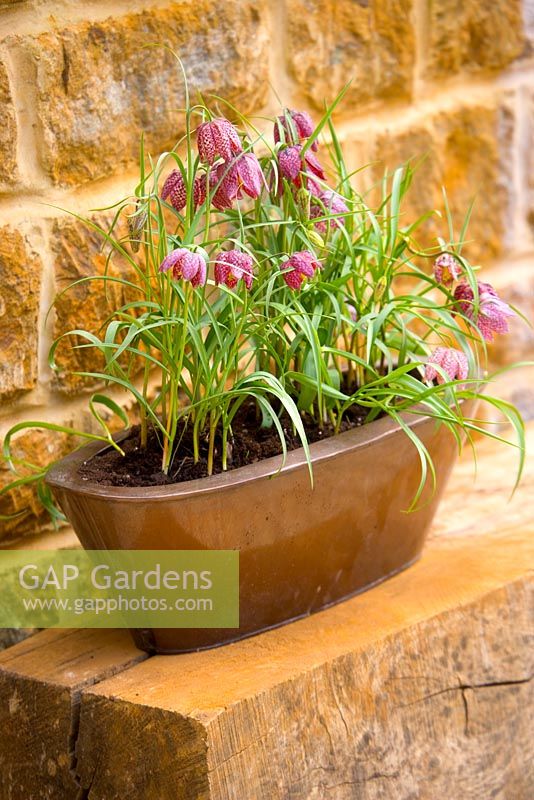 Copper container on wooden bench planted with Fritillaria meleagris - Snakeshead Fritillary, Design Clive Nichols