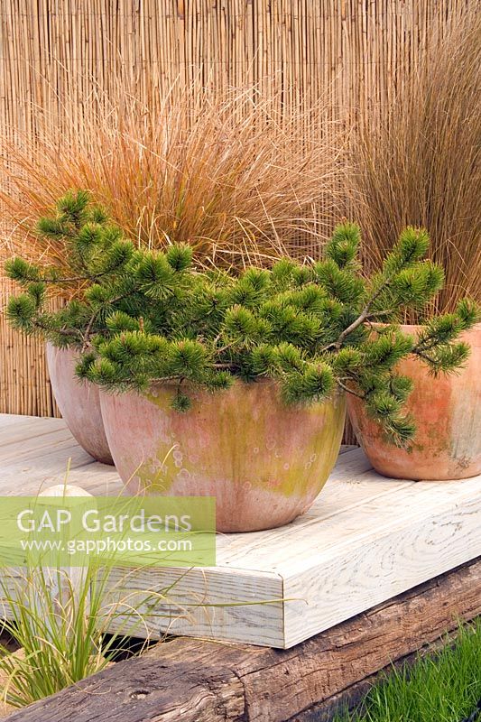 Terracotta containers on decking in seaside garden planted with Pinus - Pines and Grasses. Design Nigel Duff and Greg Riddle