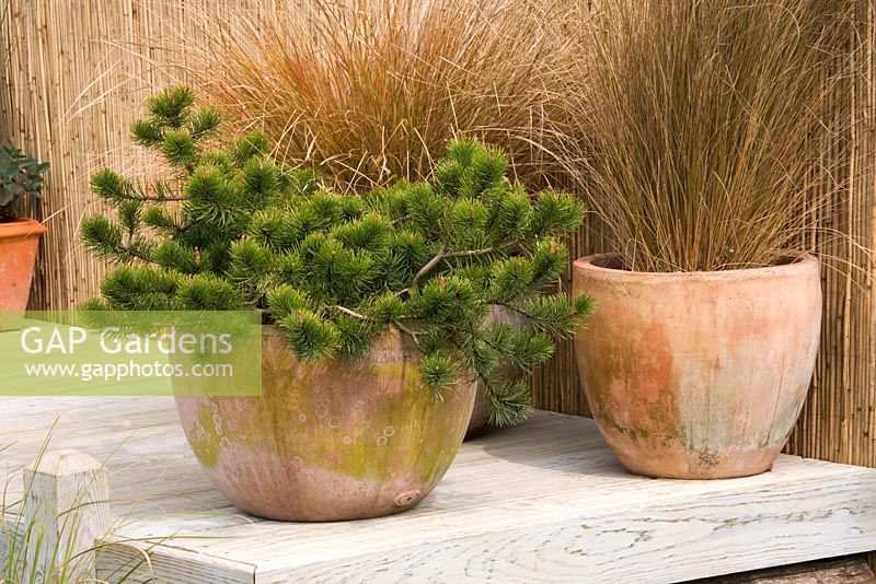 Terracotta containers on decking in seaside garden planted with Pinus - Pines and grasses. Design Nigel Duff and Greg Riddle