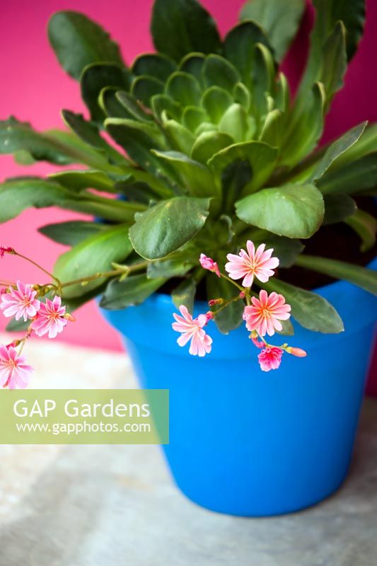 Succulent plant with pink flowers in a blue container on patio in front of pink wall