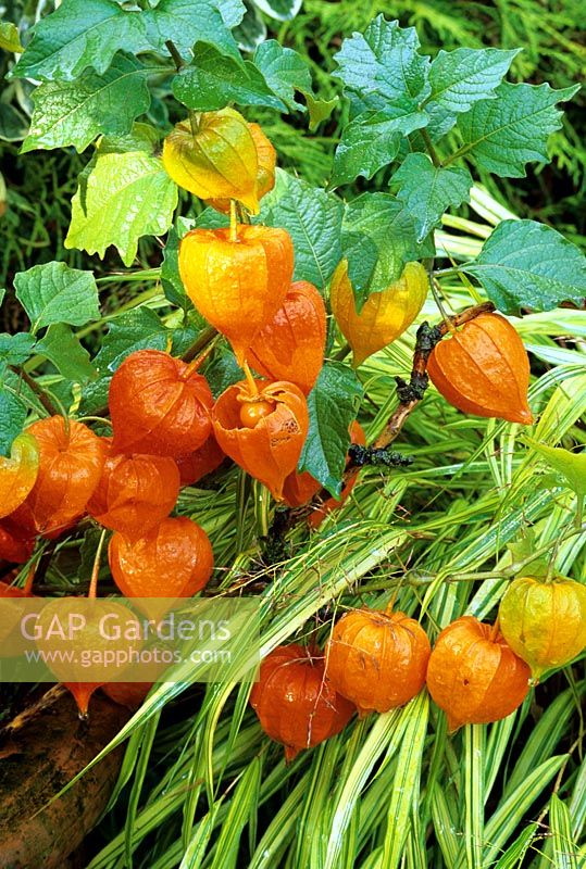 Physalis alkekengi - Chinese lanterns, with one pod revealing the red fruit within, spilling over a pot rim into the variegated leaves of Hakoneckloa macra 'Auereola'