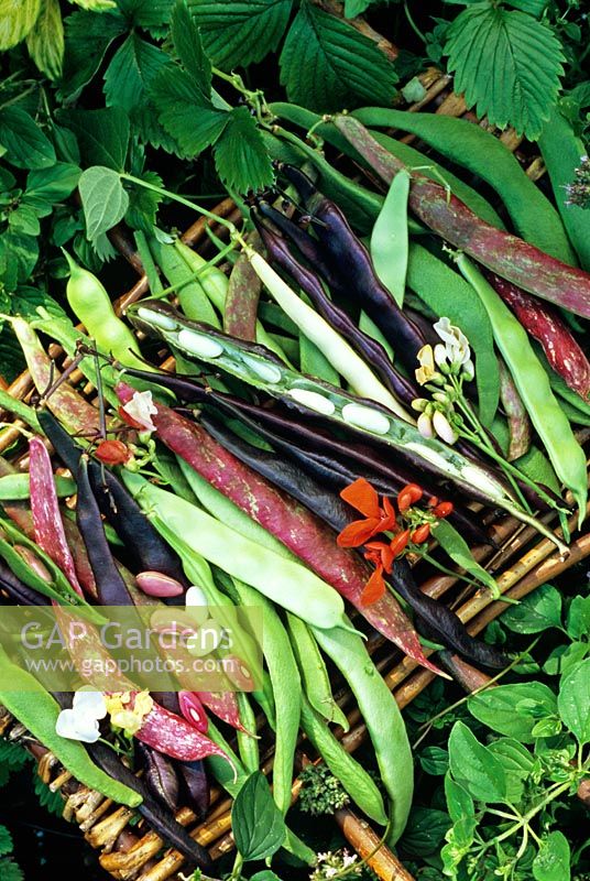 Selection of harvested runner, climbing french and dwarf beans and flowers including the red marbled pods of italian firetongue bean 'Borlotto lingua di fuoca'