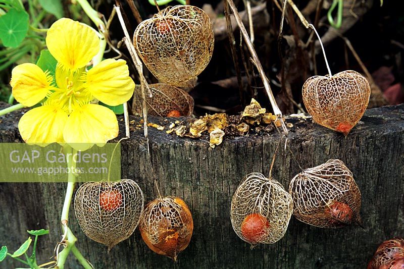 Physalis alkekengi, skeletonised chinese lanterns with their red fruits trapped inside and Tropaeolum majus 'Whirlybird' alongside on the edge of an old oak barrel