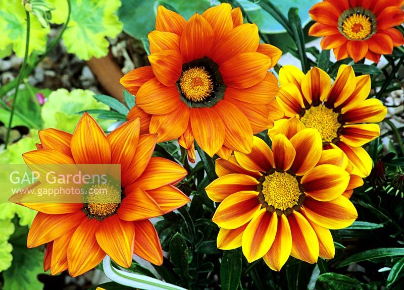 Seed raised Gazanias teased open by the sun including one with striped petals