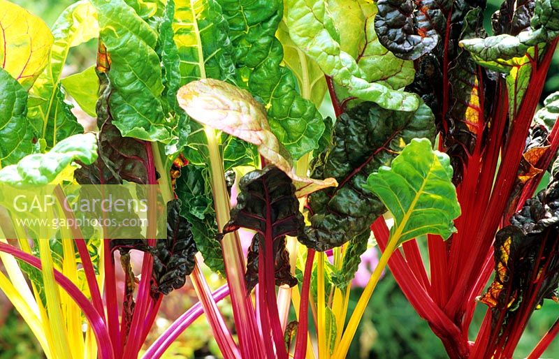 Decorative and tasty vegetable rainbow chard Beta vulgaris 'Bright Lights' with the sun piercing the brilliantly coloured stems