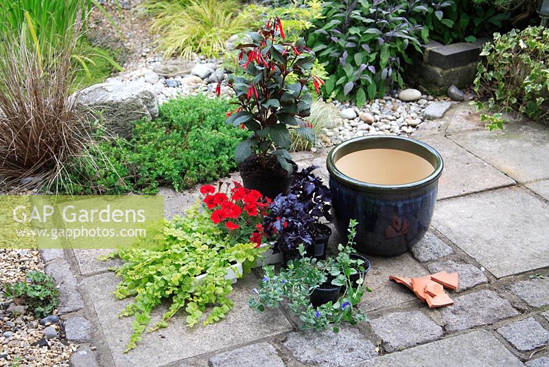 Planting up a summer container