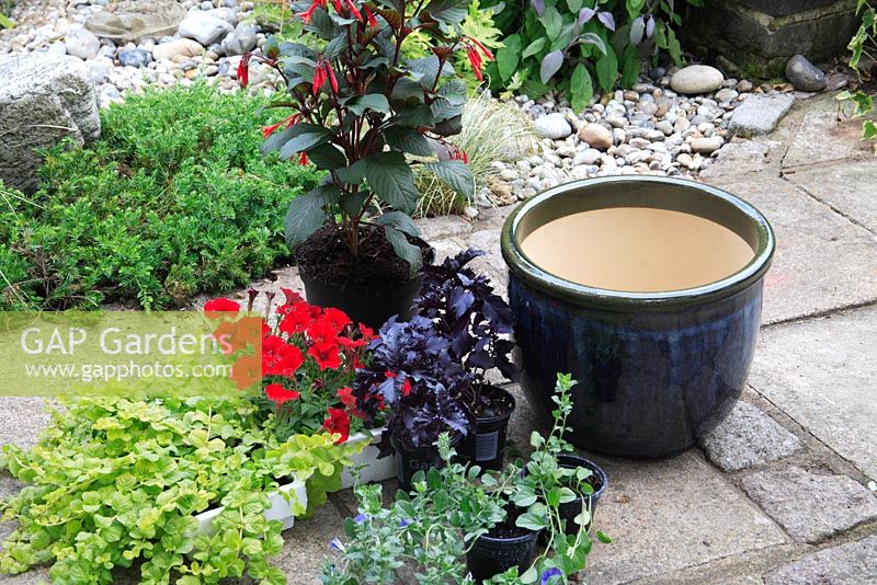 Planting up a summer container