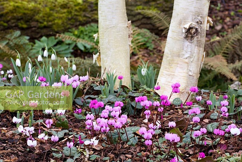 Cyclamen coum and Galanthus growing at the base of silver birch - Betula utilis var. jacquemontii