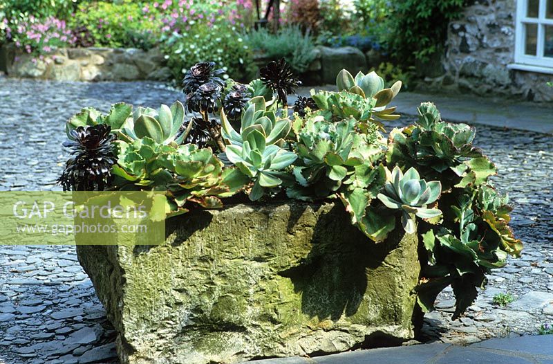 Stone trough planted up with succulents on crushed slate courtyard. Aeoniums and echeveria
