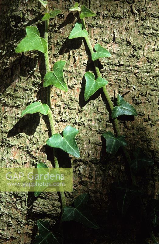 Hedera - Young ivy growing up tree trunk