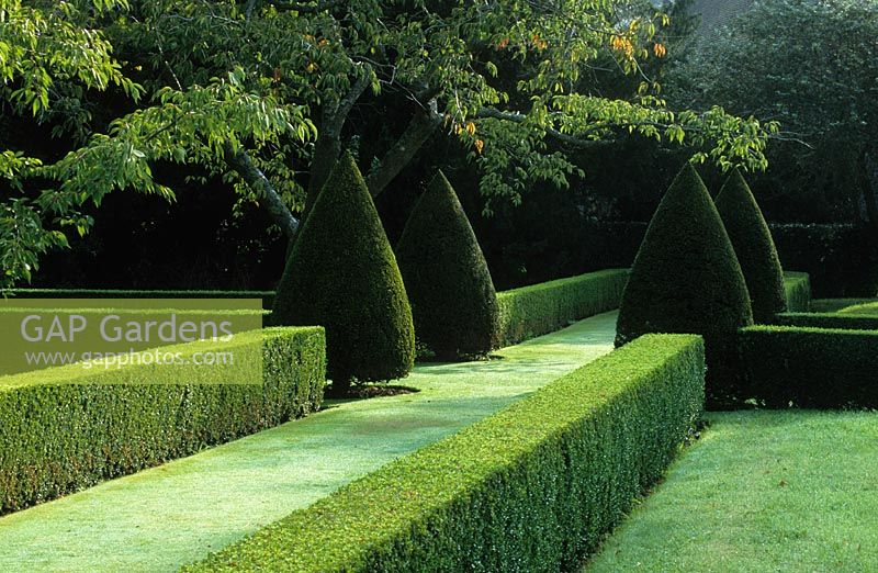 Grass avenue with clipped Buxus hedges and Taxus topiary cones at Hinton Ampner