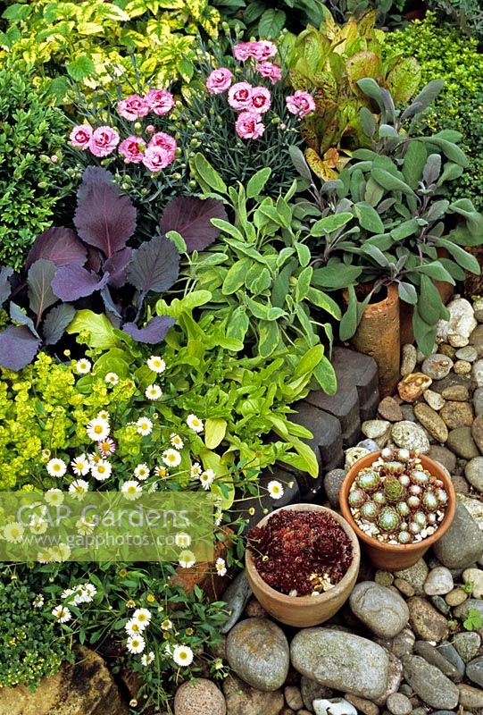 Cottage style raised bed with herbs, vegetables and flowers. Erigeron karvinskianus, Origanum aureum, lettuce, yellow variegated and purple leaved Salvia, variegated Melissa officinalis, Dianthus and red cabbage. Houseleeks - Sempervivums in pots on the pebbles at the front.
