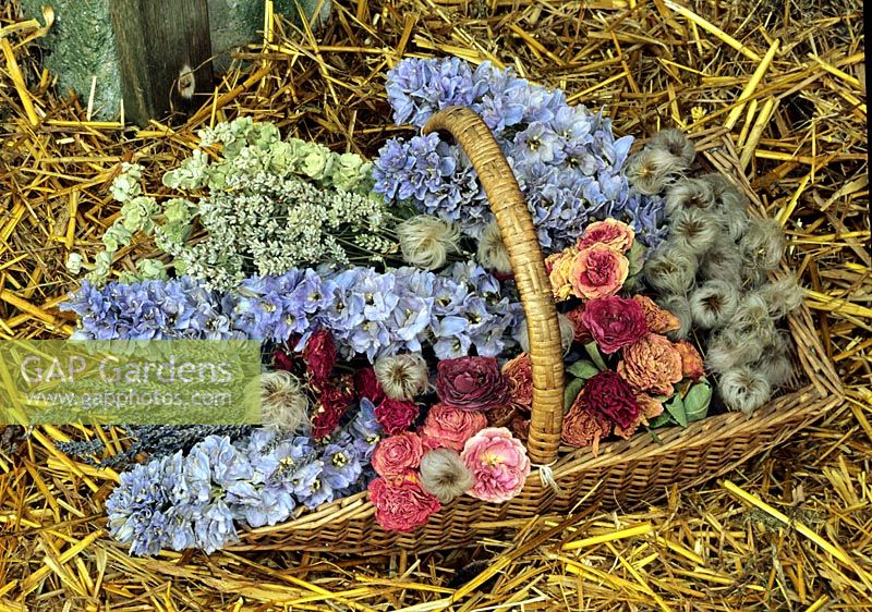Selection of dried flowers in a wicker basket. Air dried Delphiniums, Lavandula and Ballota, Rosa preserved in silica and sand and Clematis seed heads picked straight from the plant.