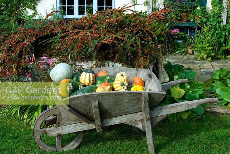 Wheelbarrow of colourful heritage variety pumpkin and squashes on grass in front of wall with Cotoneaster in Autumn garden with house, terrace and porch. Varieties include Turks Turban, Queensland Blue, Winter Festival, Blue Ballet